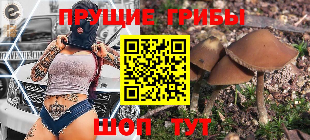 Псилоцибиновые грибы Psilocybe Светлоград